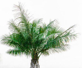 Green palm tree on a white background. A big tree
