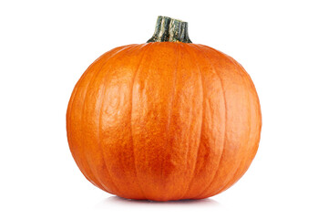 One pumpkin isolated on white background