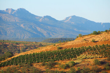 Mountain vineyards. Natural background. Rural landscape. Viniculture