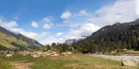 Panorama of Pyrenees mountain landscape with Bearnaise French cow breed of domestic beef cattle on the alpine meadow in France