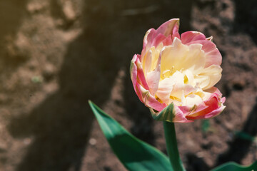 Obraz premium Pink tulip with leaves from above on blurred background