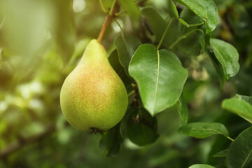 Ripe pear on tree branch in garden