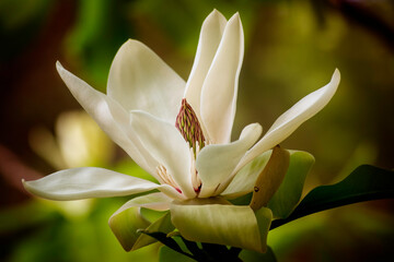 Magnolia blossom fully open