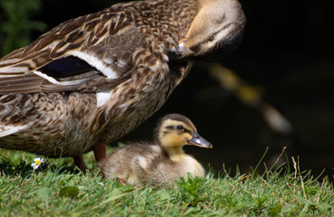 canards