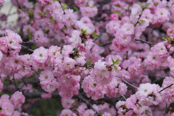 Fototapeta premium pink bushes