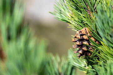 Mountain pine tree close up in european mediterranean forest in High Pyrenees mountain range, France