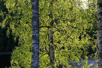 Fototapeta premium Birch trees in springtime sun.