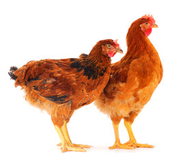 Two brown hens isolated.