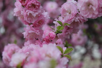 Fototapeta premium pink cherry blossom