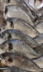 raw fresh fish as sea food