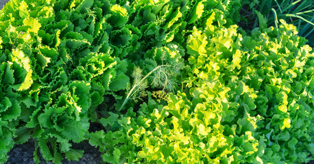 bright green salad growing on garden bed top view