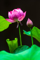 Lotus Flower in Bloom in Pond
