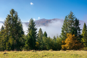 foggy autumn landscape. spruce trees on the meadow. mountain behind the morning mist. cloud inversion natural phenomenon observed from the side. wonderful weather