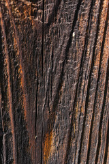 Sunburnt wood, aged by wind and time. Old wood texture. Weathered cut of tree rings.