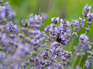 large bumblebees collect nectar from lavender flowers. Provence lavender blossom