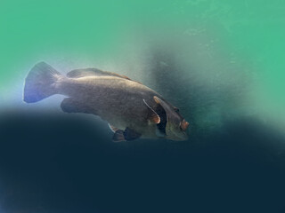Fototapeta premium Pesce