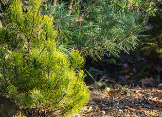 Golden cultivar dwarf mountain pine Pinus mugo Ophir with beautiful green and golden needles in combination with pine on shore with small bright pebbles. Place for your text