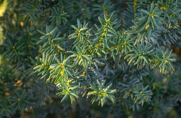 Close-up of Anglojap yew (Taxus media Hillii) evergreen bush in the garden. Green small branches of...