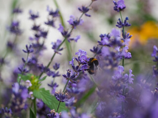 Bumblebees collect honey in a field of lavender. lavender flowers. summer lavender harvest