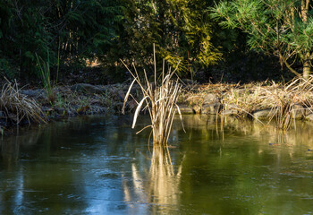 Garden pond with bunch of reeds. Dry common reed (Phragmites australis) in pond keeps aquatic life from suffocating from gases under the ice. Fish and frogs winter in such reservoir very well.