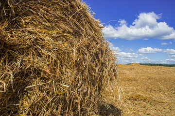 Hey rolls in the field