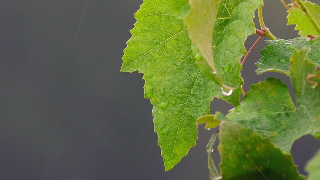 Folhas verdes de parreira e chuva