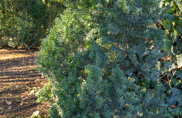 Close-up of Anglojap yew (Taxus media Hillii) evergreen bush in the garden. Green small branches of yew tree. Selective focus