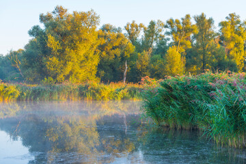 The edge of a misty lake at sunrise in an early bright summer morning with a colorful sky in sunlight, Almere, Flevoland, The Netherlands, September 2, 2020