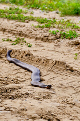 venomous snake crawls