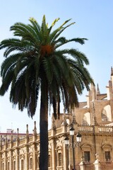 Seville: Spanish Palm