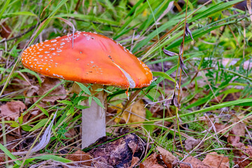 poisonous mushroom red amanita in the wild