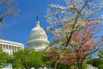 us capitol building and spring blossoms - Washington D.C. United States of America