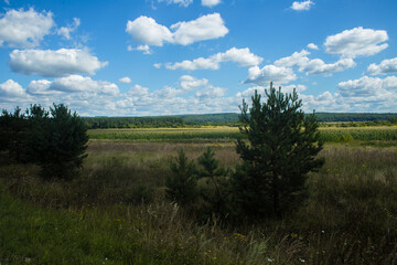 Obraz premium Panoramic nature: trees, grass and blue sky