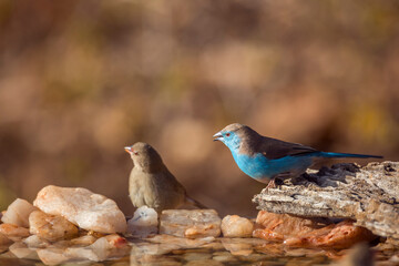 Blue-breasted Cordonbleu male at waterhole in Kruger National park, South Africa ; Specie Uraeginthus angolensis family of Estrildidae
