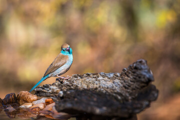 Blue-breasted Cordonbleu isolated in natural background in Kruger National park, South Africa ; Specie Uraeginthus angolensis family of Estrildidae