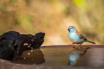 Blue-breasted Cordonbleu at water pond with reflection in Kruger National park, South Africa ; Specie Uraeginthus angolensis family of Estrildidae