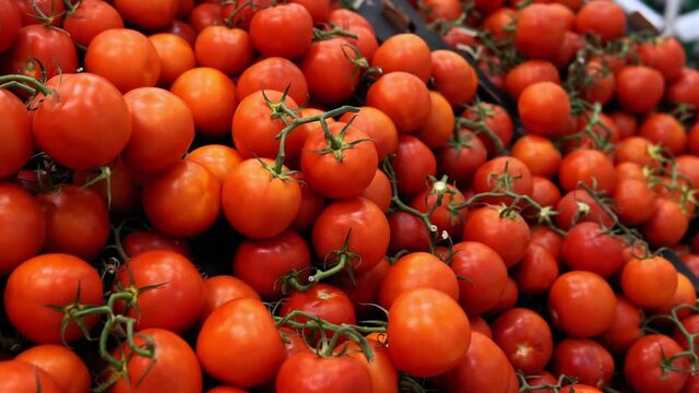 background of fresh tomatoes for sale in the market. organic vegetables on the shelves of the hypermarket