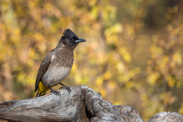 Dark capped Bulbul standing on log isolated in natural background in Kruger National park, South Africa ; Specie Pycnonotus tricolor family of Pycnonotidae