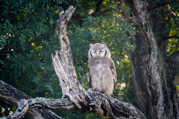 Verreaux Eagle-Owl standing in log at dawn in Kruger National park, South Africa ; Specie Bubo lacteus family of Strigidae