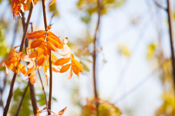 Autumn leaves on a tree in a city park on a clear day