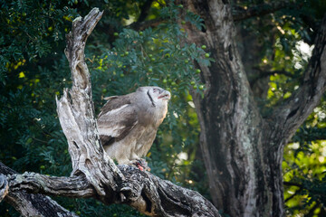 Verreaux Eagle-Owl eating a prey in Kruger National park, South Africa ; Specie Bubo lacteus family of Strigidae
