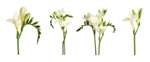 Fototapeta na wymiar Set with beautiful fragrant freesia flowers on white background. Banner design