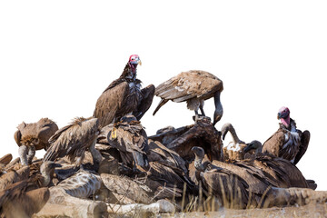 Lappet faced and white backed Vultures isolated on white in Kruger National park, South Africa ;...