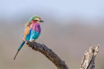 Lilac breasted roller isolated in natural background in Kruger National park, South Africa ; Specie...