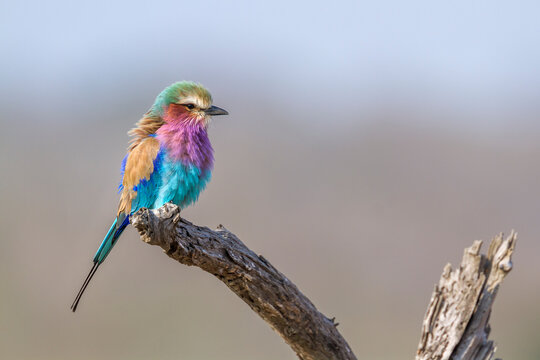 Lilac breasted roller isolated in natural background in Kruger National park, South Africa ; Specie Coracias caudatus family of Coraciidae