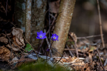 Spring flower.
