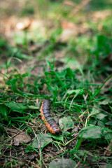 Big worm walking through the grass