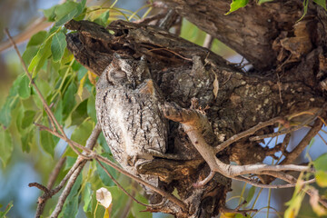 African Scops-Owl resting in a tree in Kruger National park, South Africa ; Specie Otus senegalensis family of Strigidae