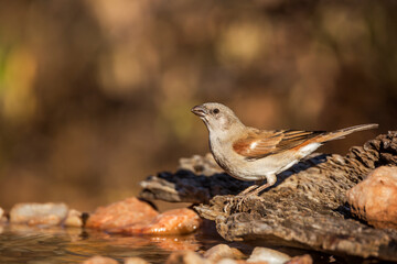 Southern Grey-headed Sparrow drinking at water pond in Kruger National park, South Africa ; Specie family Passer diffusus of Passeridae