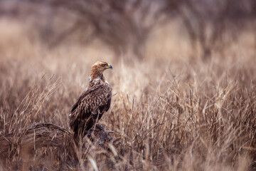Wahlberg's Eagle juvenile standing in savanah in Kruger National park, South Africa ; Specie Hieraaetus wahlbergi family of Accipitridae
